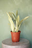 Snake Plant 'Sayuri'