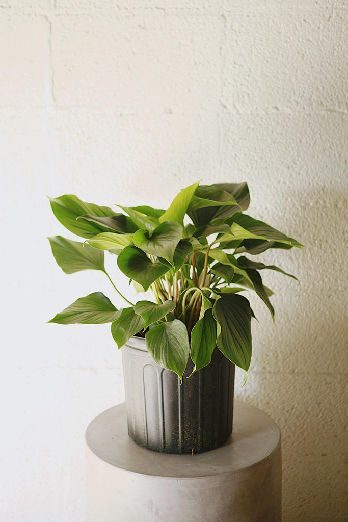 Homalomena Emerald Gem