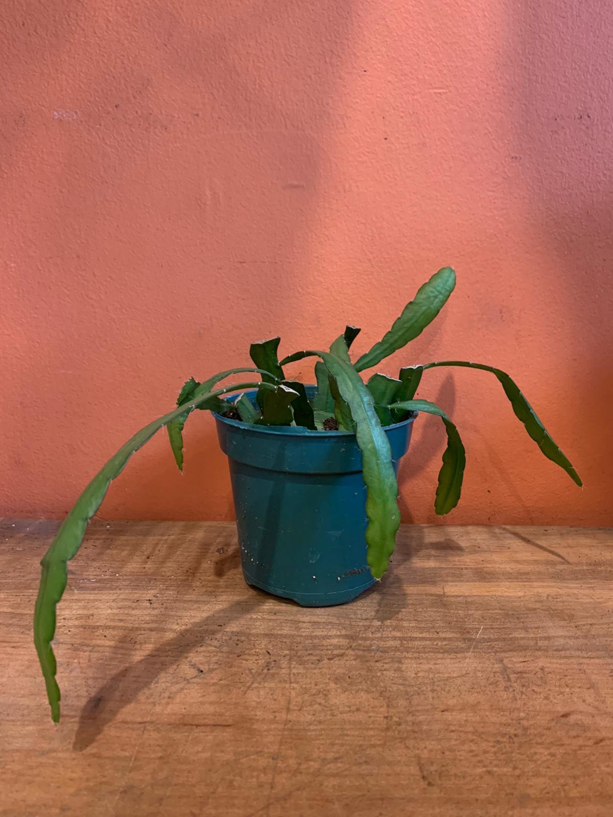Ric Rac Cactus