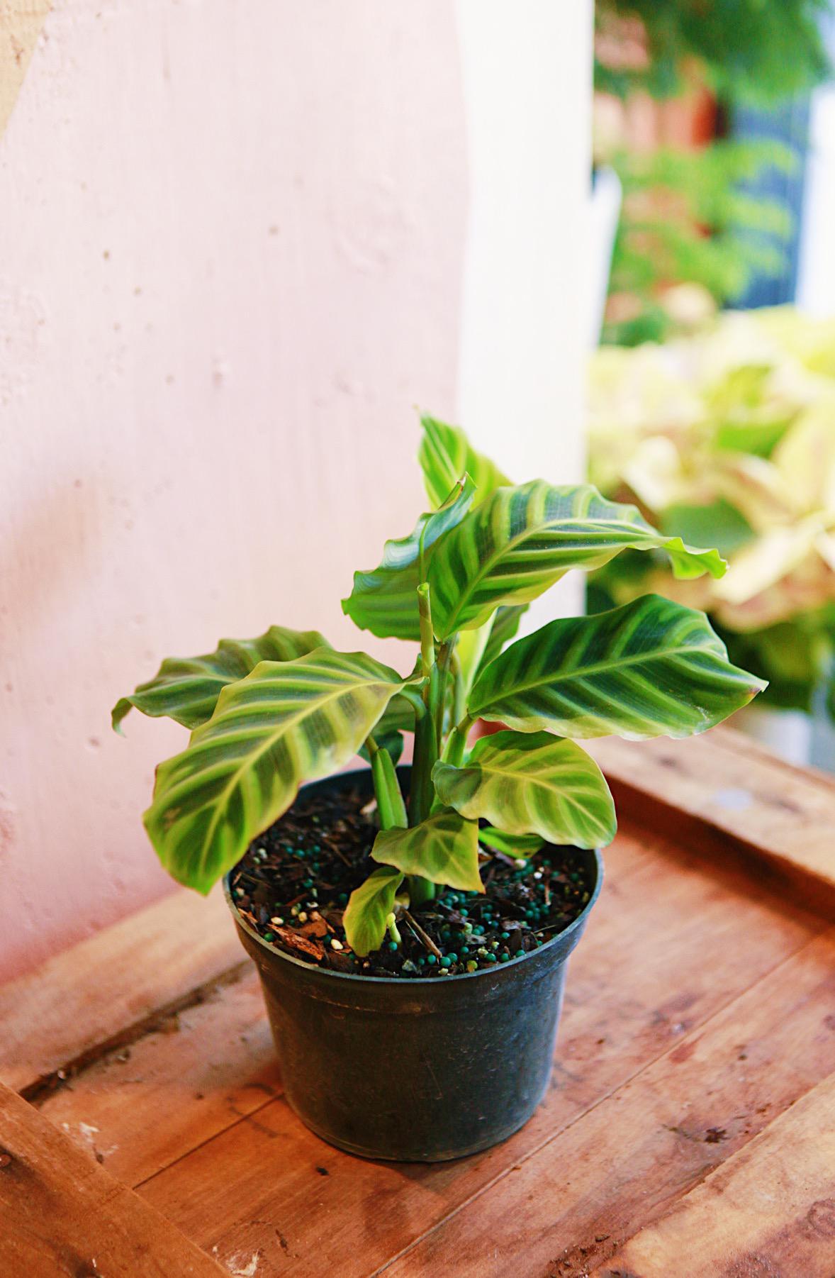Zebra Calathea