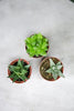 Assorted Haworthia