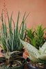 Aloe Exotic