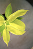 Philodendron 'Rush'