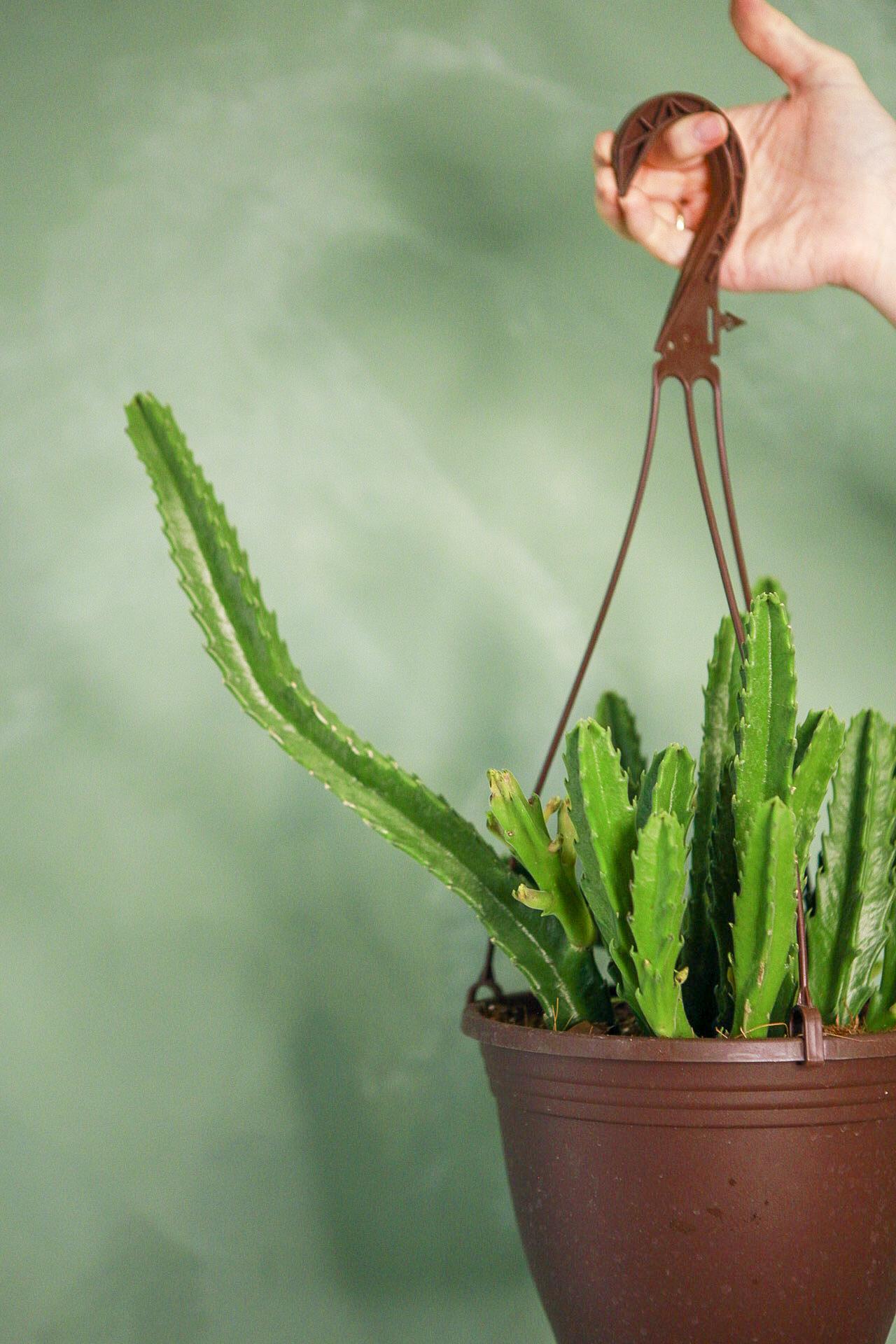 Starfish Cactus