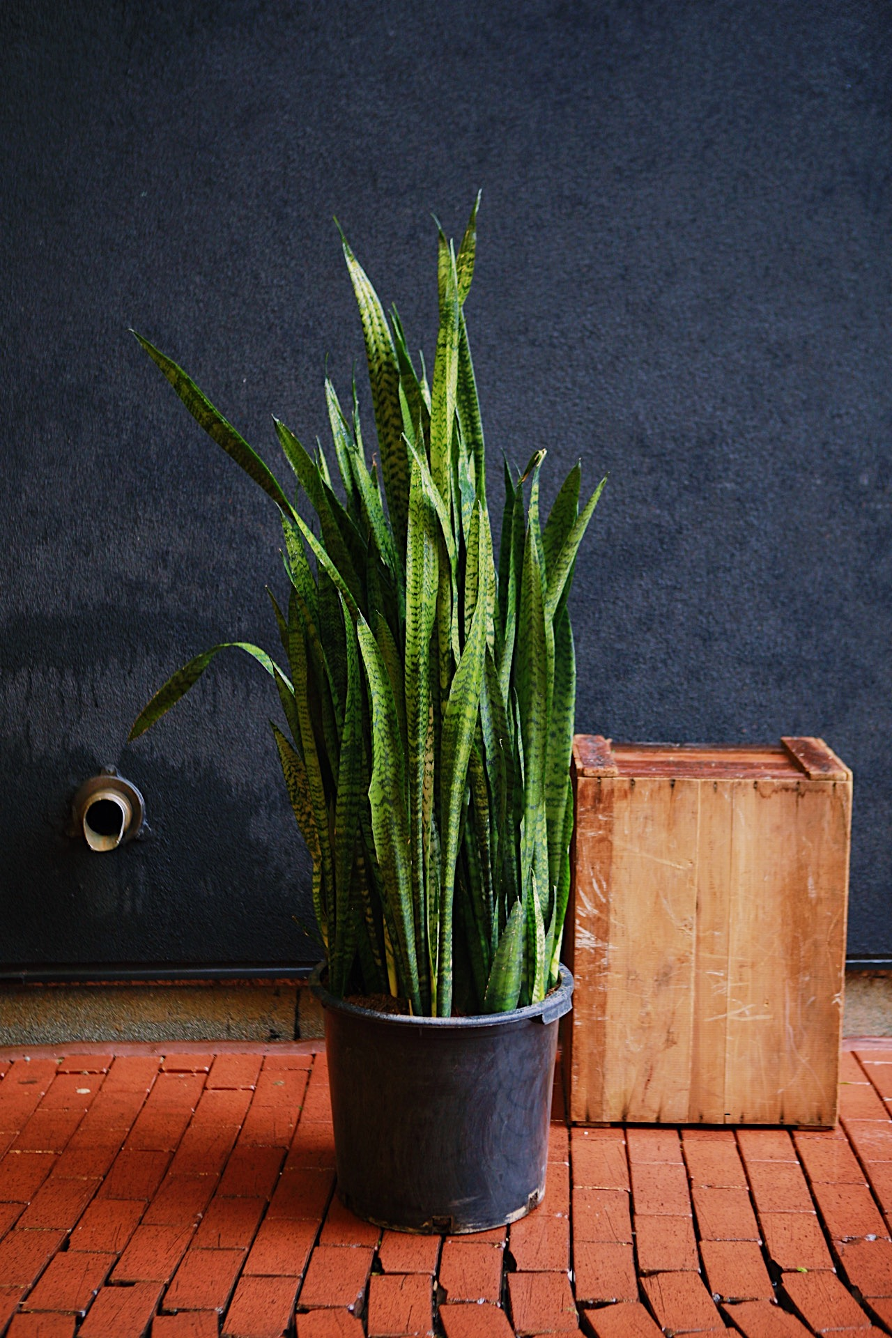 Snake Plant 'Zeylanica'