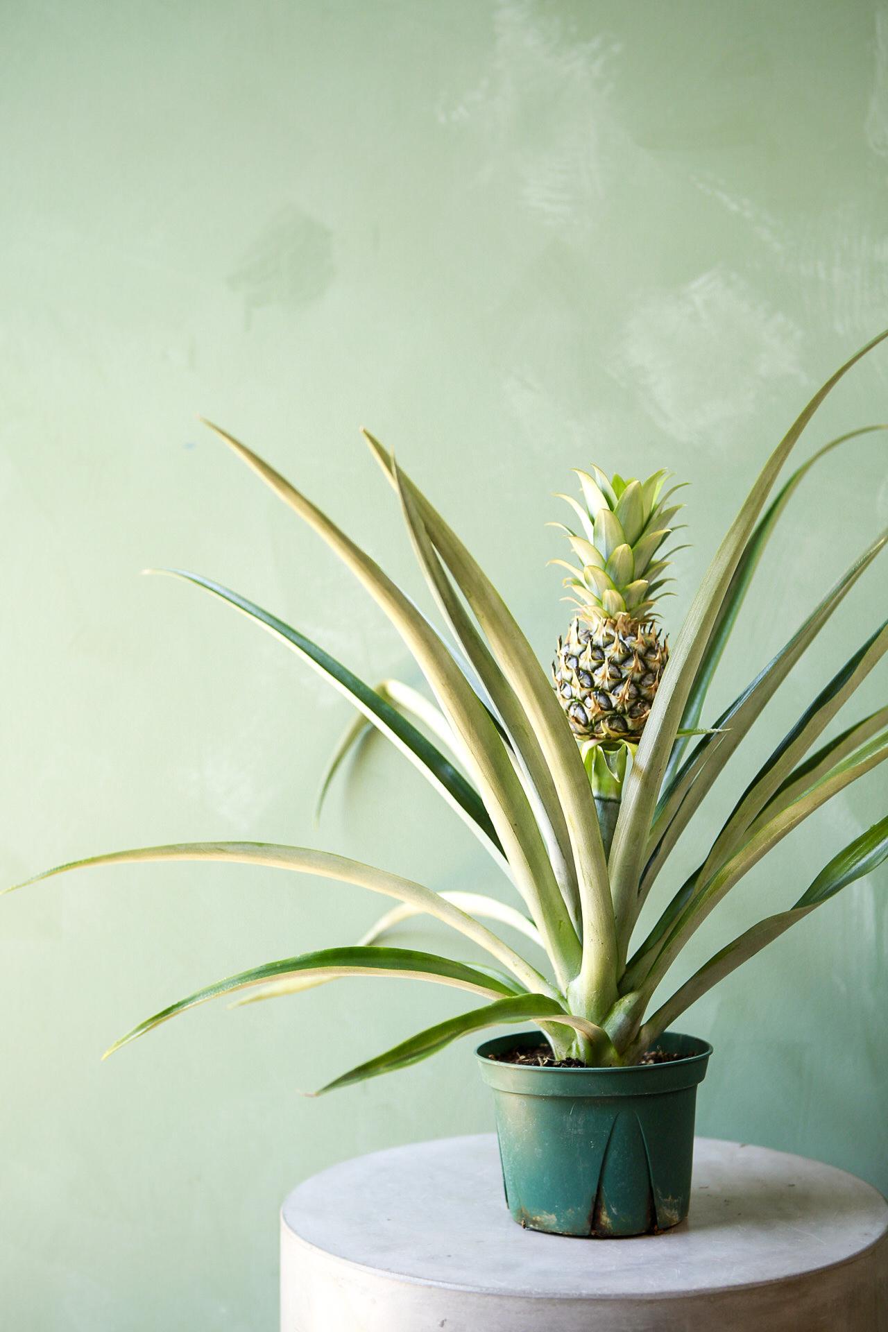 Bromeliad Pineapple