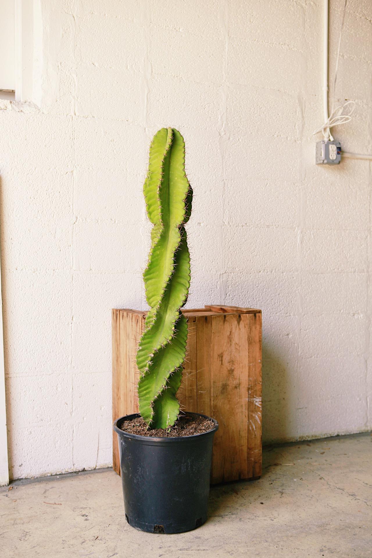 Spiral Cactus