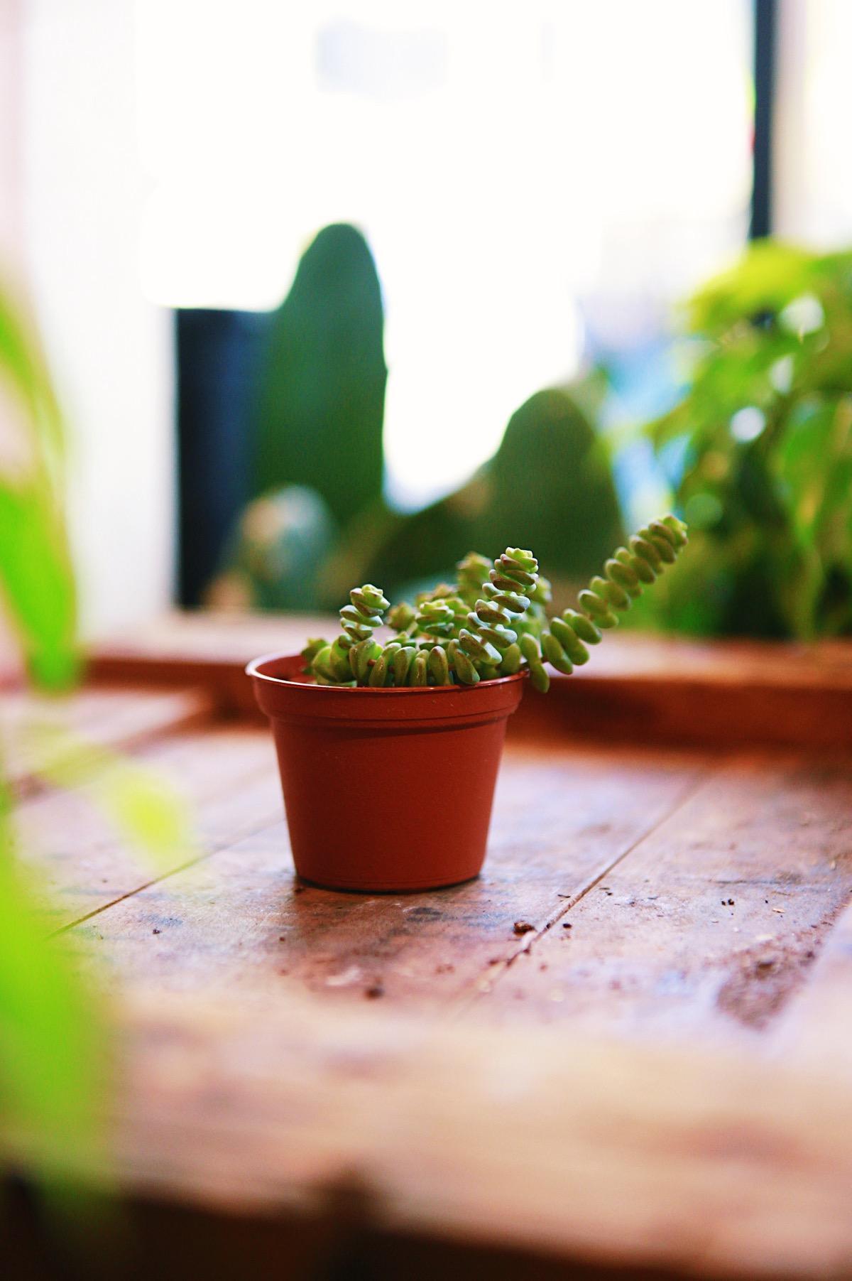 Crassula 'Baby's Necklace'