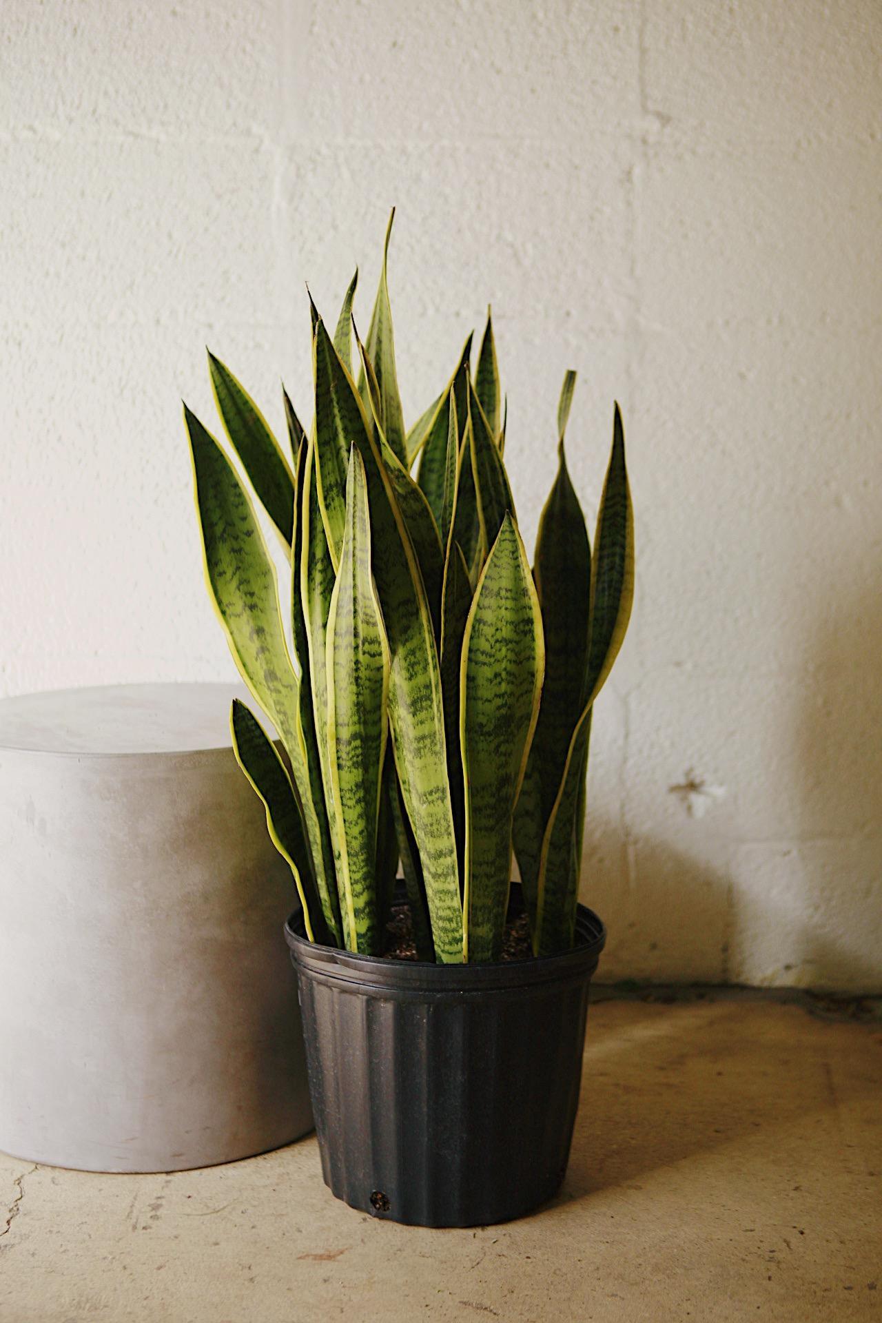 Snake Plant 'Laurentii'
