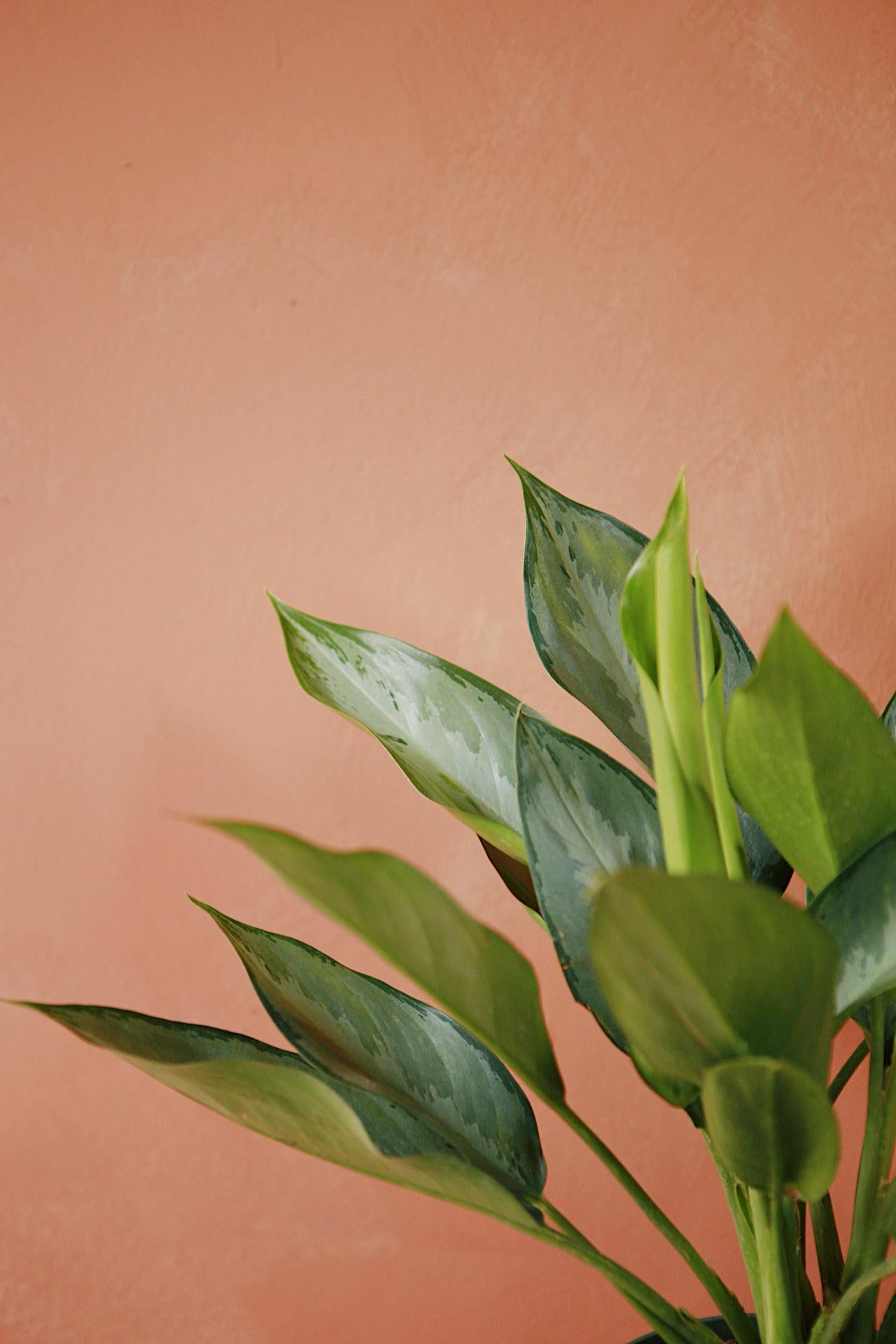 Aglaonema "Silverado"