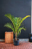 Spindle Palm