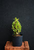 Crown-of-thorns