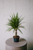 Dracaena Marginata