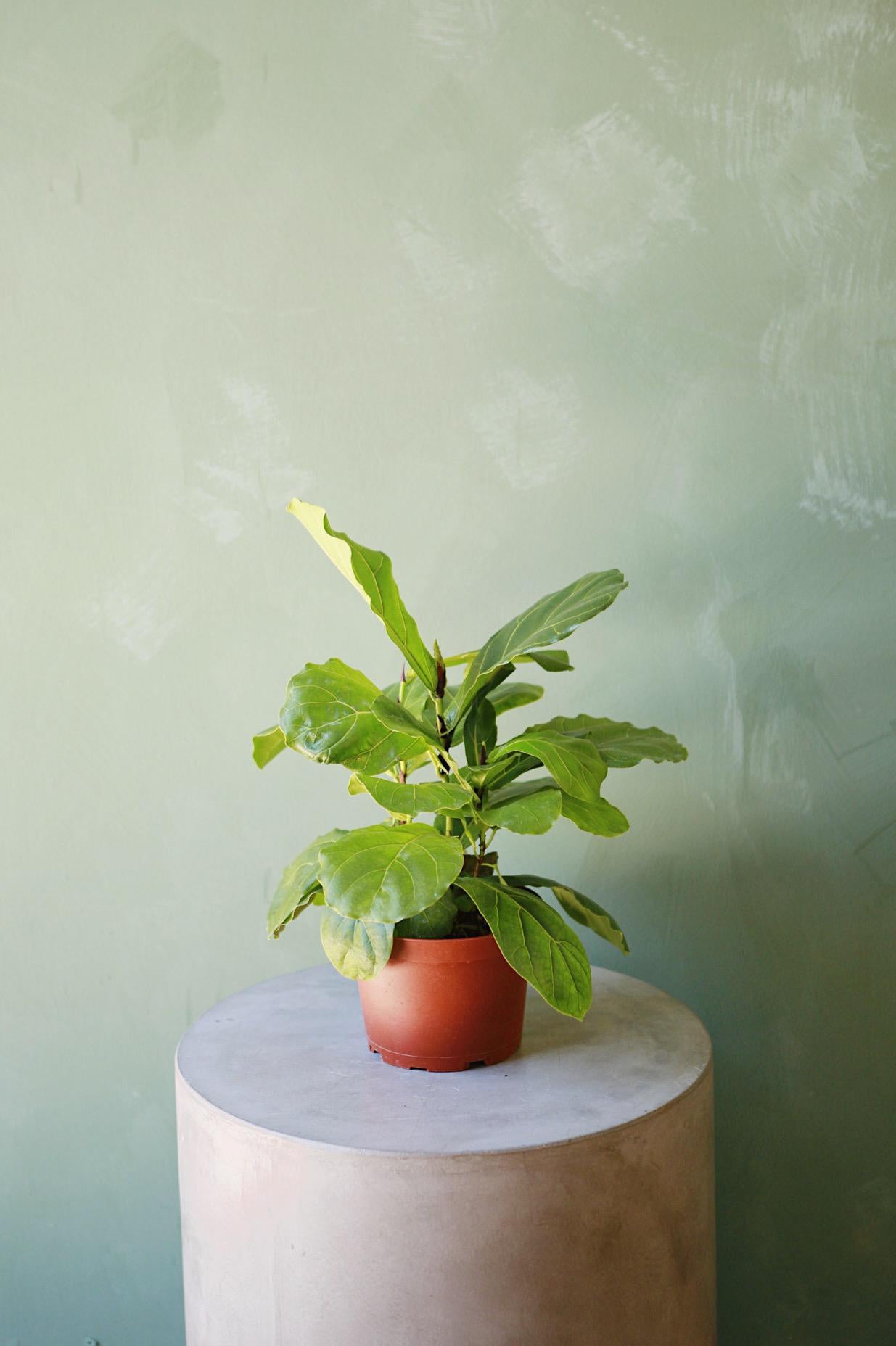 Fiddle Leaf Fig