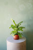 Fiddle Leaf Fig