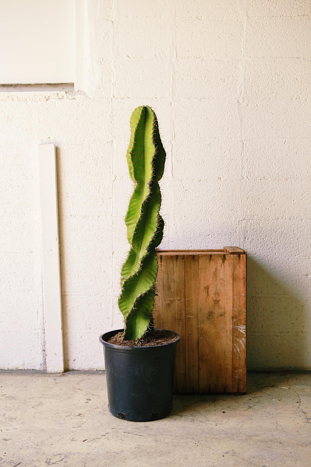 Spiral Cactus