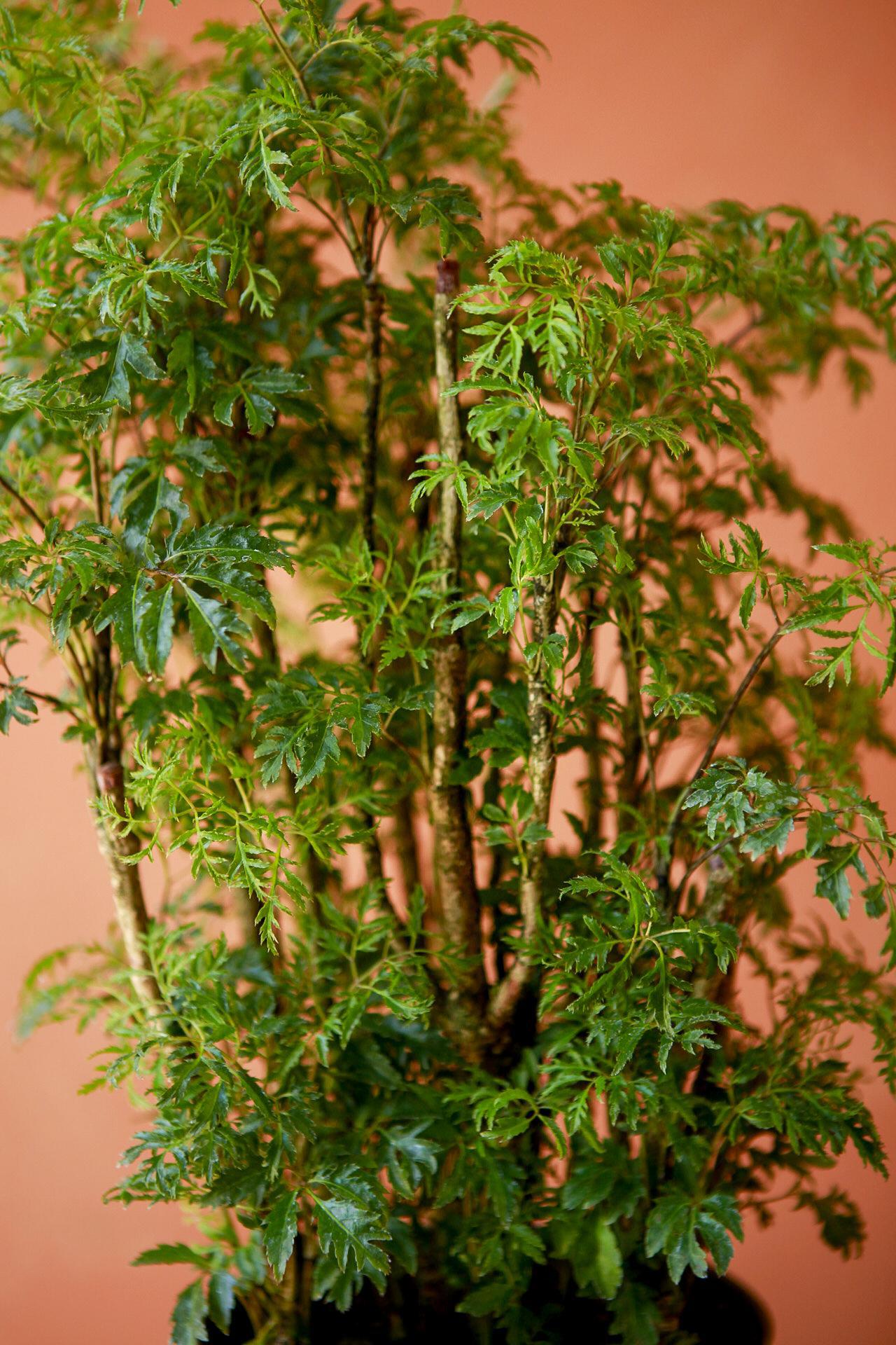 Ming Aralia