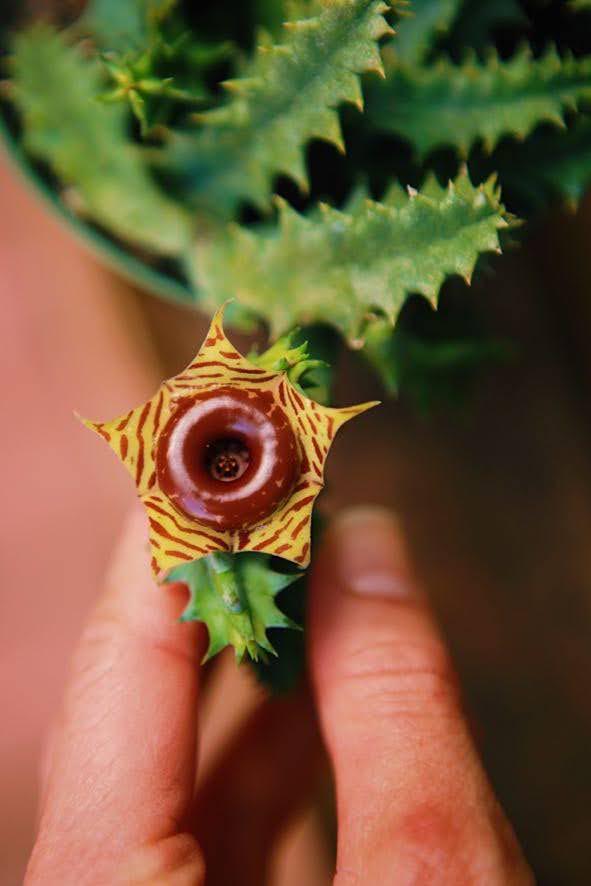 Starfish Cactus