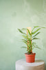 Philodendron 'Silver Sword'