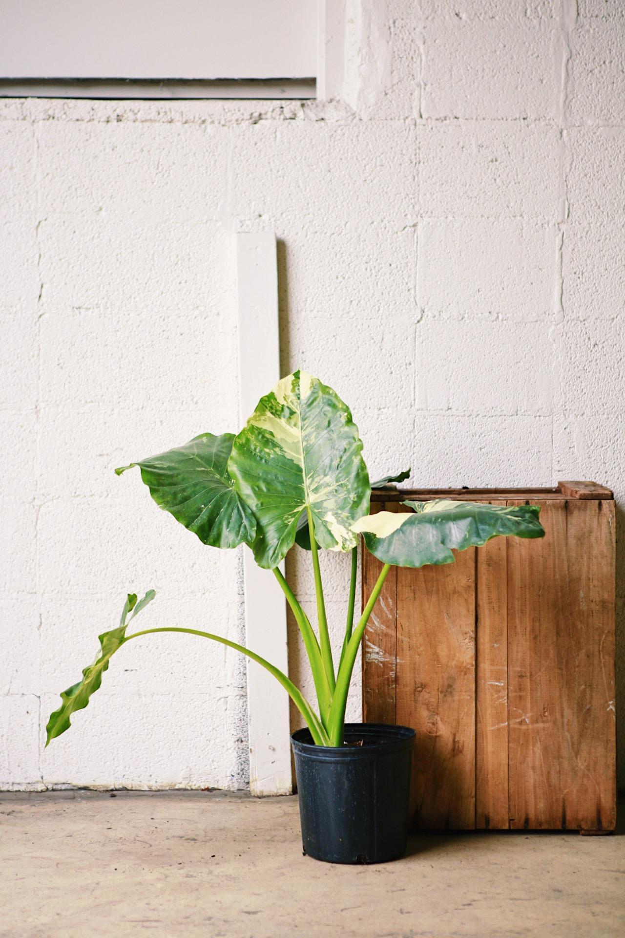 Alocasia odora