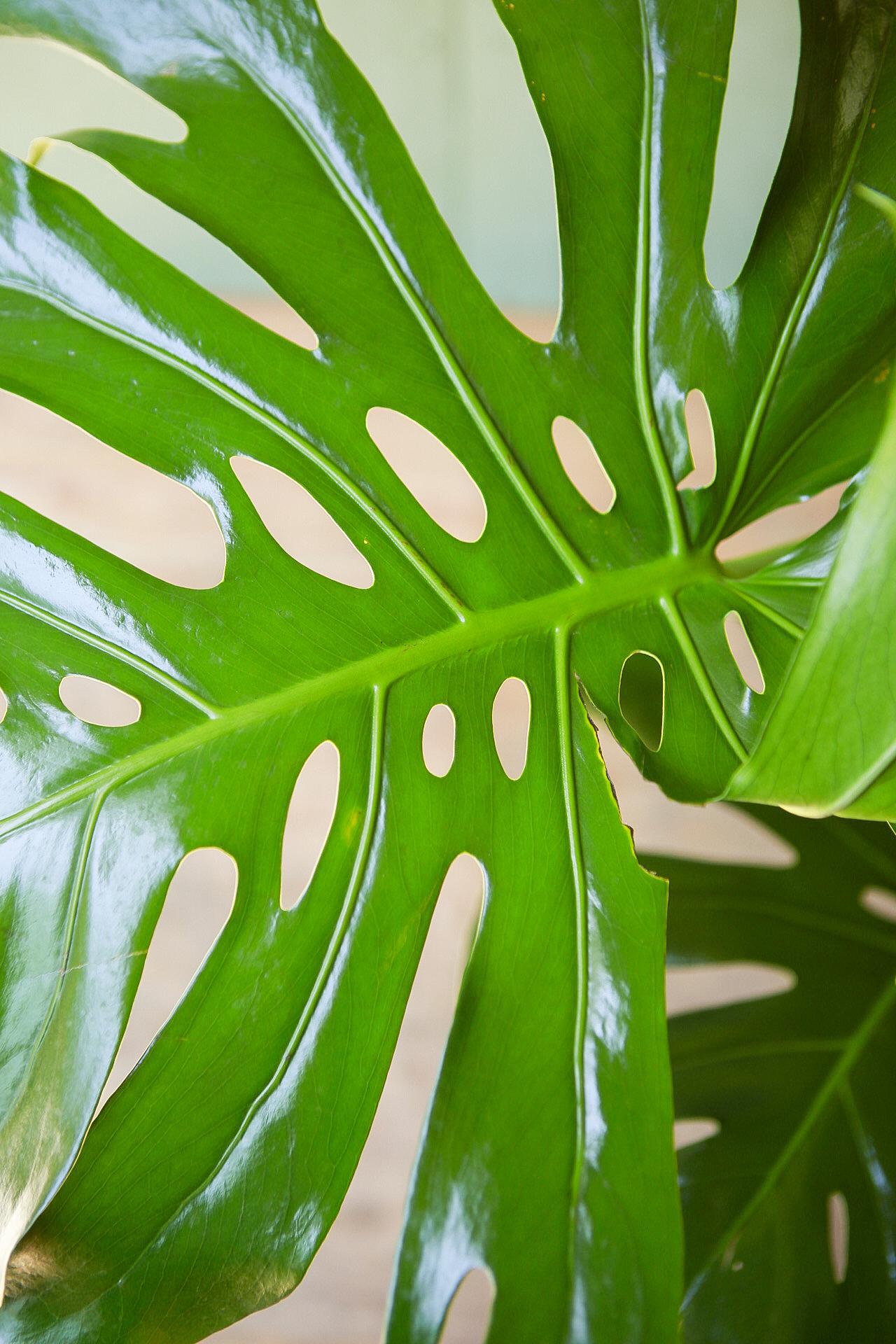 Monstera deliciosa