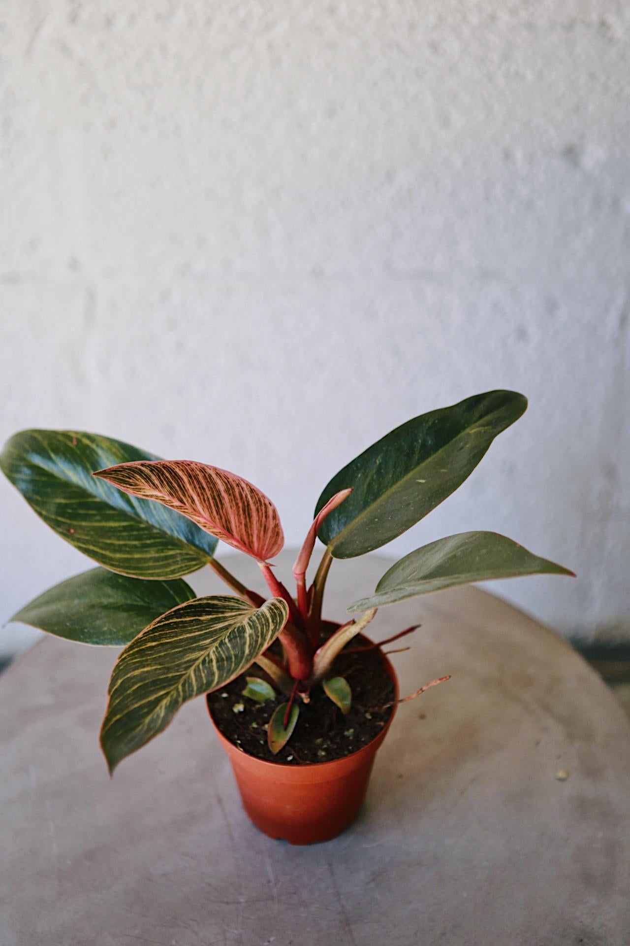 Philodendron Birkin Pink