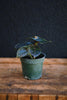 Alocasia Red Mambo