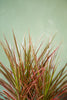 Dracaena 'Colorama'