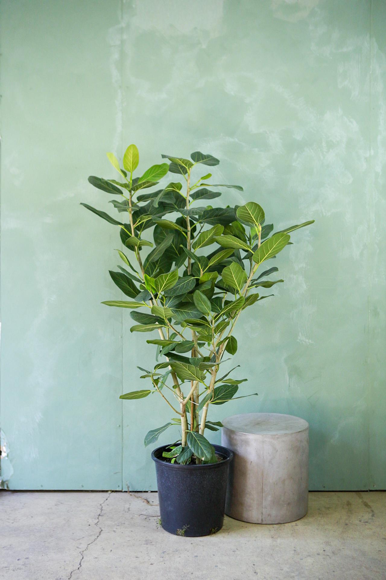 Ficus 'Audrey'