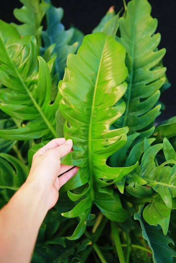 Philodendron 'Narrow'