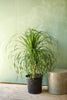 Ponytail Palm