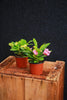Crown-of-thorns