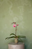 Phalaenopsis Orchid