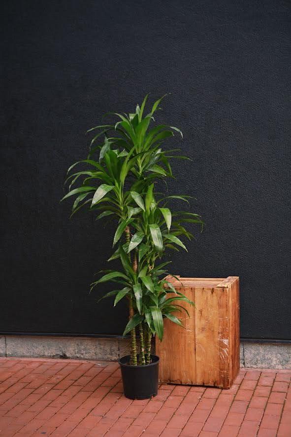 Dracaena 'Lisa'