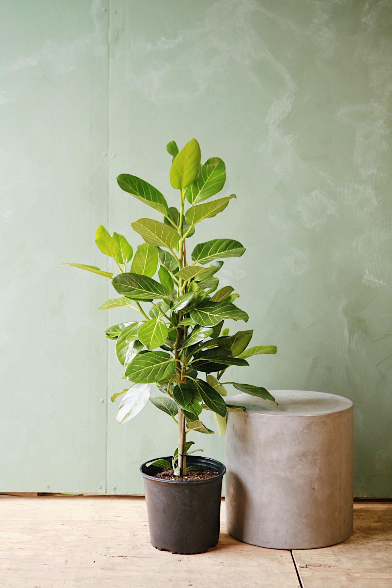 Ficus 'Audrey'