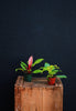 Hybrid Philodendron