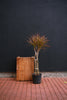 Dracaena Marginata