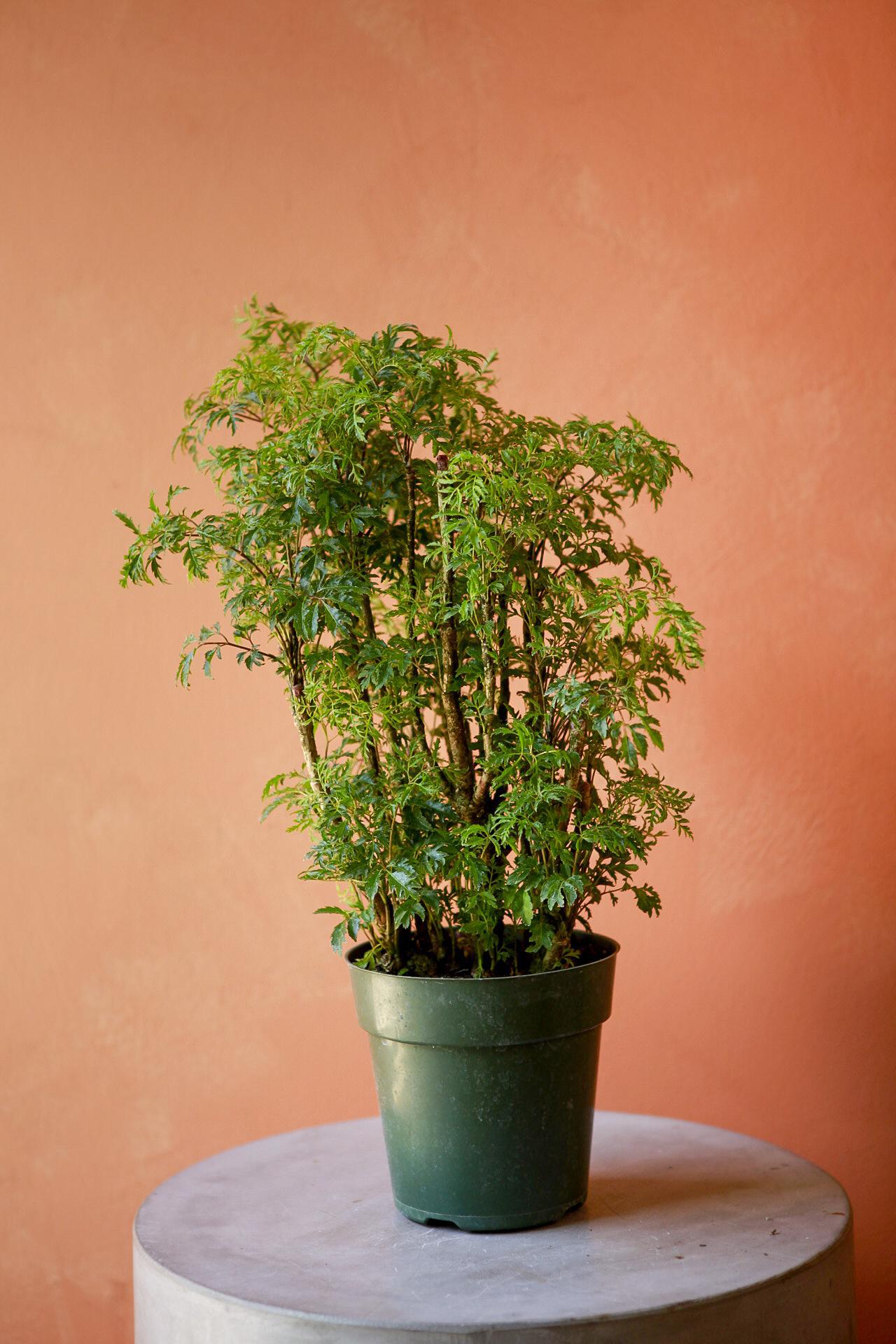 Ming Aralia