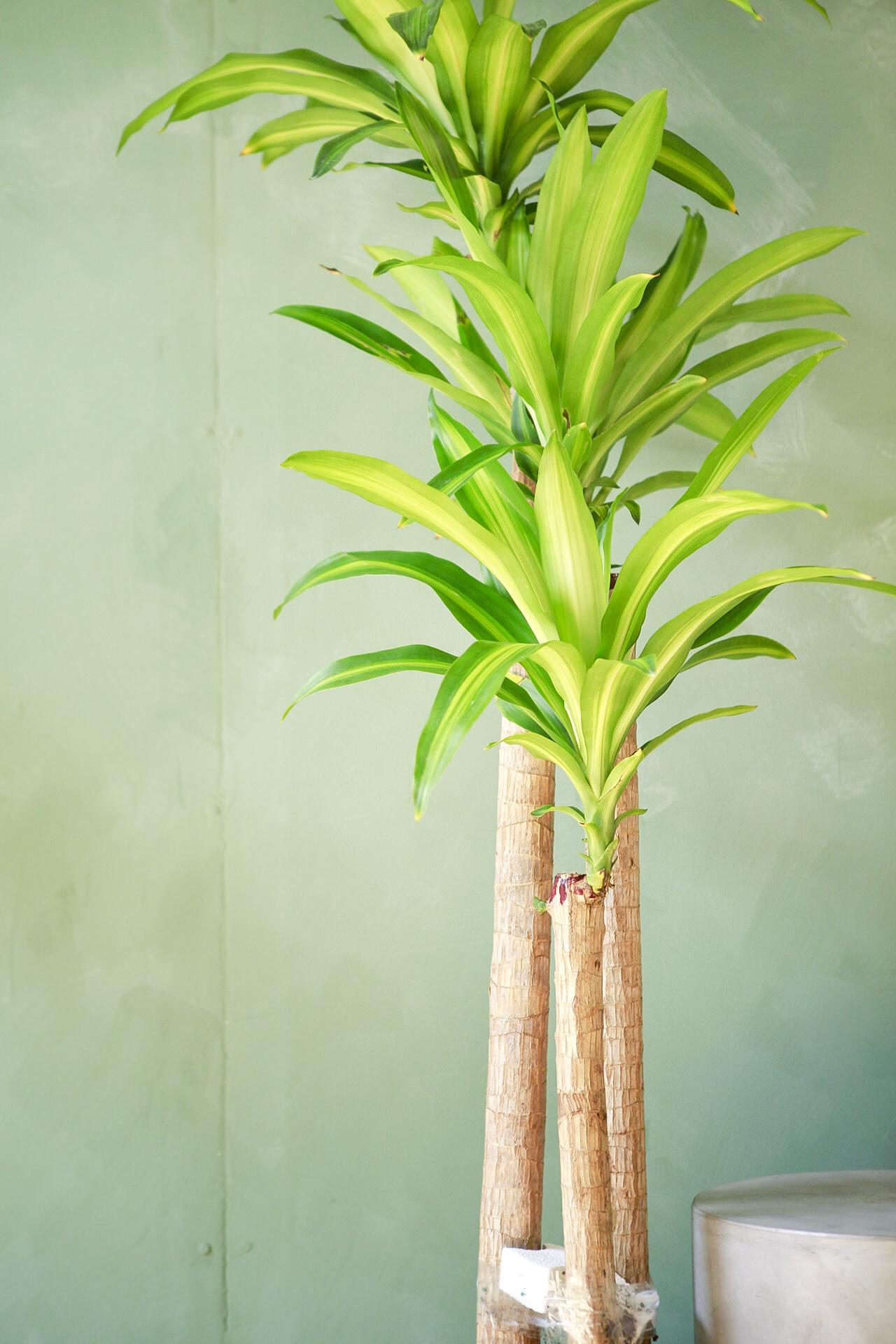 Dracaena Mass Cane