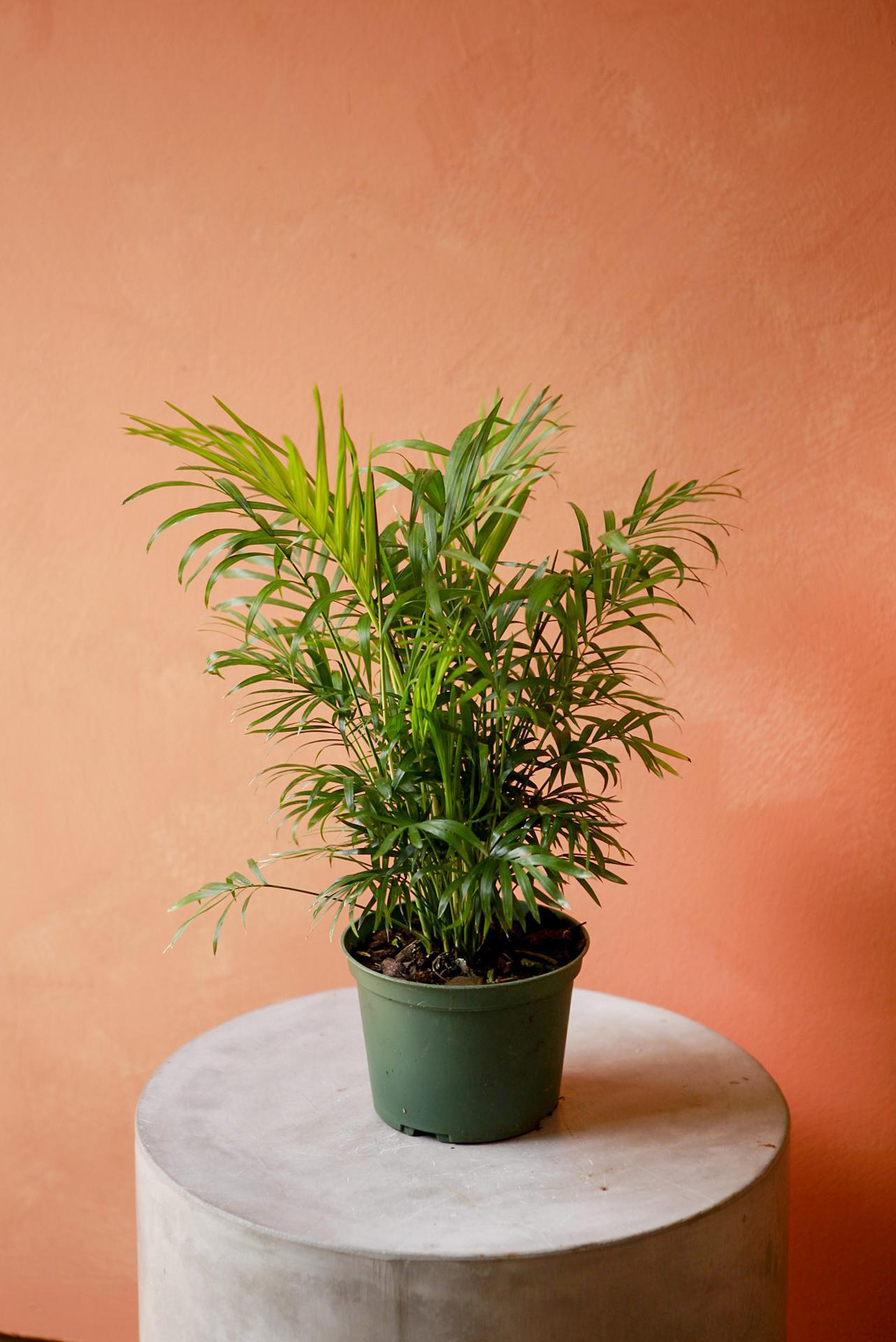 Neanthe Bella Palm