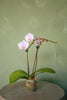 Phalaenopsis Orchid