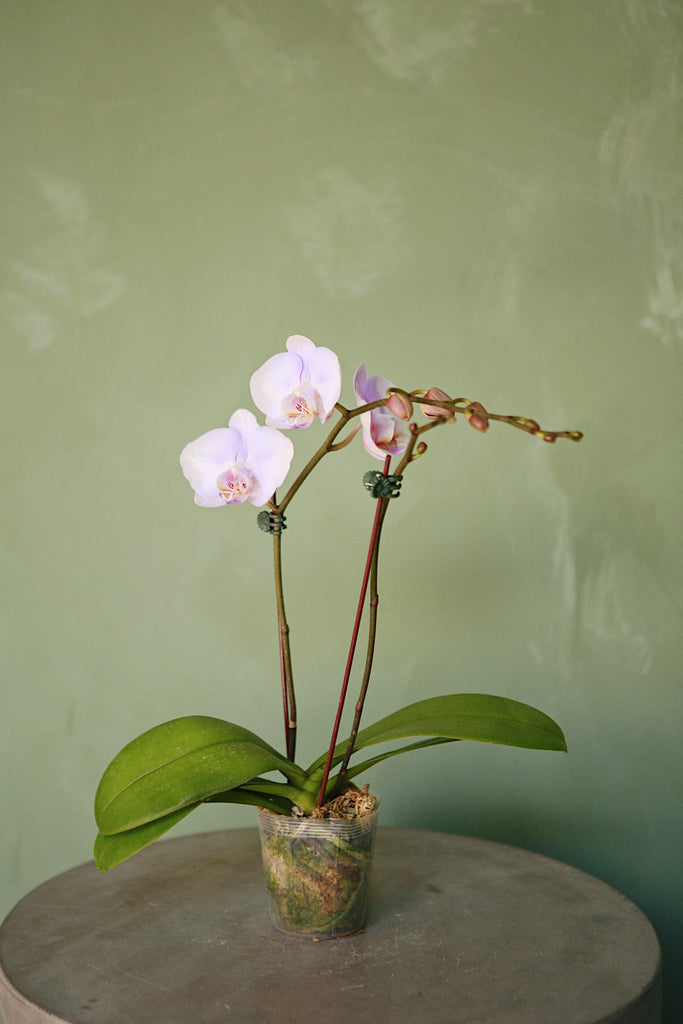 Phalaenopsis Orchid