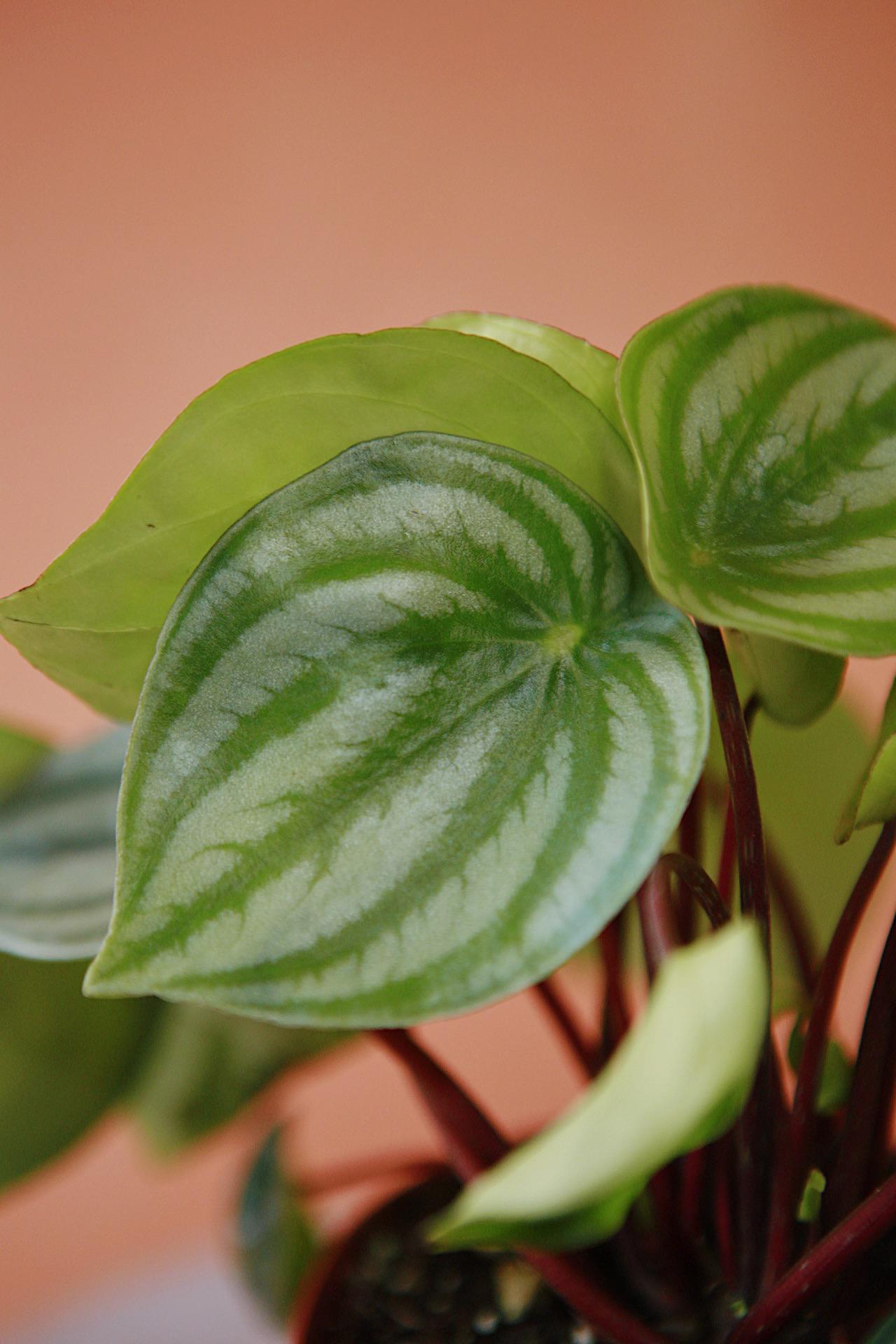 Watermelon Peperomia