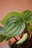 Watermelon Peperomia