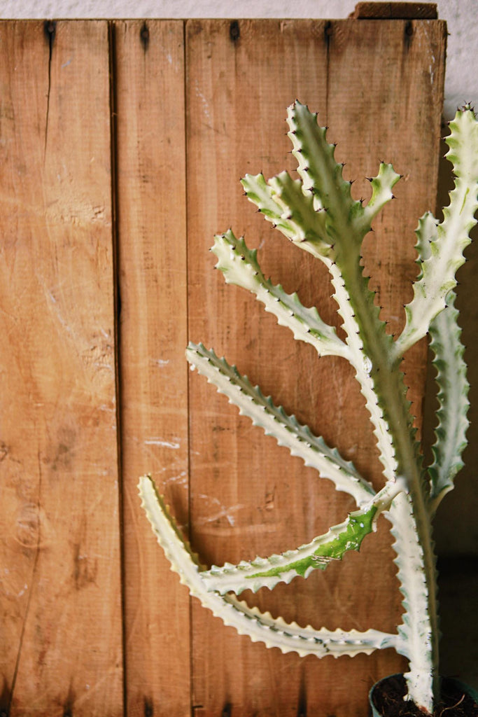 Euphorbia 'White Ghost'