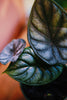 Alocasia 'Green Dragon'