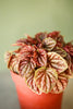 Peperomia 'Quito'