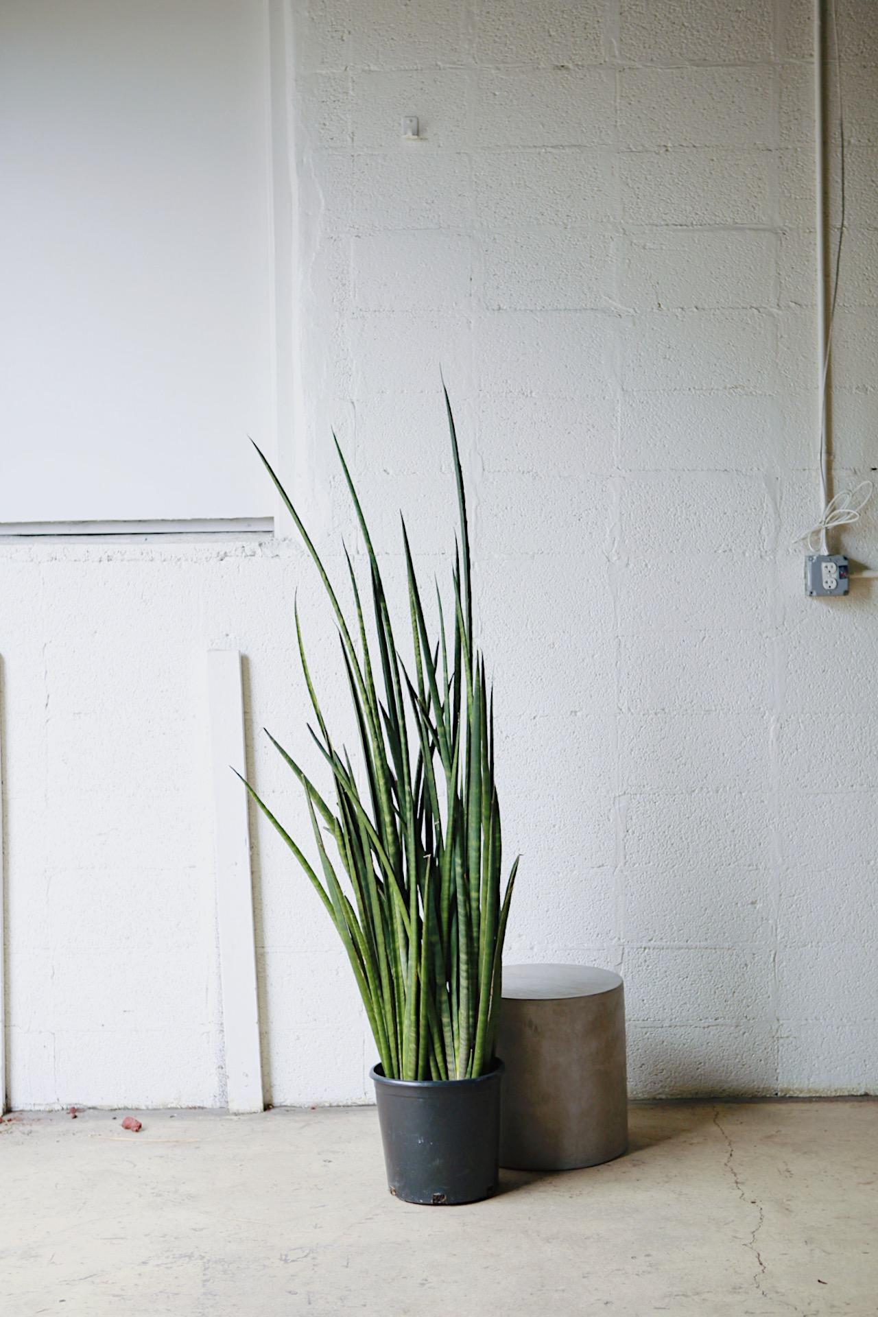 Spear Snake Plant