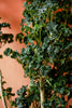 Aralia 'Black'