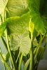 Alocasia 'California'
